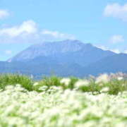 かれん 先日のありがとう♡*･ﾟ アドミsince2002立川デリヘル&Go To FANTASY東京本店