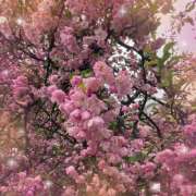 ヒメ日記 2025/04/03 08:52 投稿 あかり サンクチュアリ(上野)