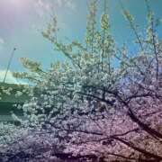 ヒメ日記 2025/04/08 08:51 投稿 あかり サンクチュアリ(上野)