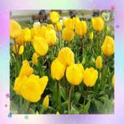 ヒメ日記 2025/04/10 08:52 投稿 あかり サンクチュアリ(上野)