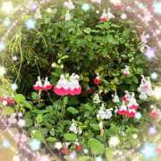 ヒメ日記 2025/05/22 08:50 投稿 あかり サンクチュアリ(上野)