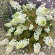 ヒメ日記 2025/05/27 08:50 投稿 あかり サンクチュアリ(上野)