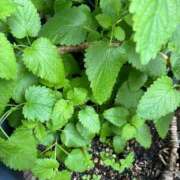 ヒメ日記 2025/05/03 16:05 投稿 まゆみ 人妻の品格(福岡)