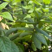 ヒメ日記 2025/05/04 12:16 投稿 まゆみ 人妻の品格(福岡)