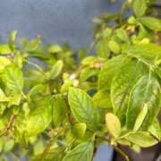 ヒメ日記 2025/05/05 15:44 投稿 まゆみ 人妻の品格(福岡)