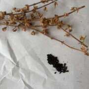 ヒメ日記 2025/08/25 08:00 投稿 まゆみ 人妻の品格(福岡)