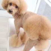 ヒメ日記 2026/01/28 20:27 投稿 まゆみ 人妻の品格(福岡)