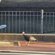 ヒメ日記 2025/02/10 08:06 投稿 ゆい ぺろぺろベロベロ専科 ぺろんちょ