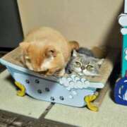 ヒメ日記 2025/02/15 19:24 投稿 ゆい ぺろぺろベロベロ専科 ぺろんちょ