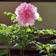 小夏 こんにちは♪ セクシーキャット 神田店