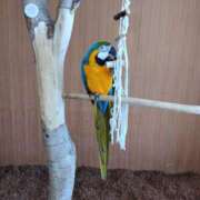 ヒメ日記 2025/07/31 17:03 投稿 初音 セクシーキャット 神田店