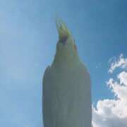 ヒメ日記 2025/08/18 07:20 投稿 初音 セクシーキャット 神田店