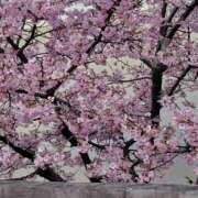 ヒメ日記 2026/03/25 16:58 投稿 初音 セクシーキャット 神田店