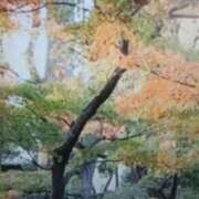 ヒメ日記 2024/12/19 15:42 投稿 志摩 セクシーキャット 神田店