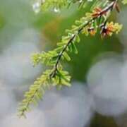 ヒメ日記 2025/01/24 15:38 投稿 志摩 セクシーキャット 神田店