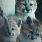 ヒメ日記 2025/02/01 21:31 投稿 志摩 セクシーキャット 神田店