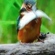 ヒメ日記 2025/02/12 15:25 投稿 志摩 セクシーキャット 神田店