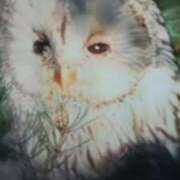 ヒメ日記 2025/03/04 17:55 投稿 志摩 セクシーキャット 神田店