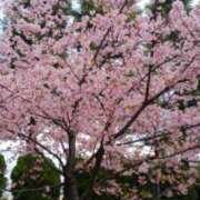 ヒメ日記 2025/03/06 16:46 投稿 志摩 セクシーキャット 神田店