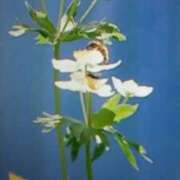 ヒメ日記 2025/03/12 19:18 投稿 志摩 セクシーキャット 神田店