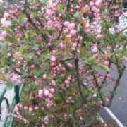 ヒメ日記 2025/04/09 15:36 投稿 志摩 セクシーキャット 神田店