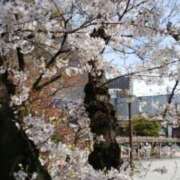 ヒメ日記 2025/04/09 21:36 投稿 志摩 セクシーキャット 神田店