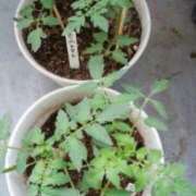 ヒメ日記 2025/04/24 18:50 投稿 志摩 セクシーキャット 神田店