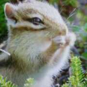 ヒメ日記 2025/04/26 19:37 投稿 志摩 セクシーキャット 神田店