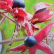 ヒメ日記 2025/04/26 21:28 投稿 志摩 セクシーキャット 神田店