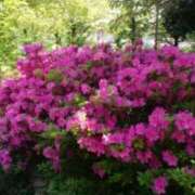 ヒメ日記 2025/04/29 15:37 投稿 志摩 セクシーキャット 神田店