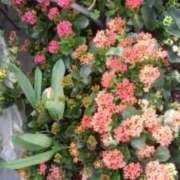 ヒメ日記 2025/04/29 21:32 投稿 志摩 セクシーキャット 神田店