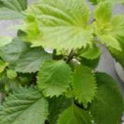 ヒメ日記 2025/05/30 16:58 投稿 志摩 セクシーキャット 神田店