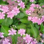 ヒメ日記 2025/06/10 15:40 投稿 志摩 セクシーキャット 神田店