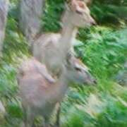 ヒメ日記 2025/06/19 15:38 投稿 志摩 セクシーキャット 神田店