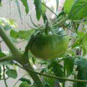 ヒメ日記 2025/06/24 18:14 投稿 志摩 セクシーキャット 神田店