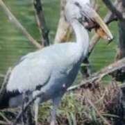 ヒメ日記 2025/07/02 18:01 投稿 志摩 セクシーキャット 神田店