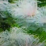 ヒメ日記 2025/07/11 21:14 投稿 志摩 セクシーキャット 神田店