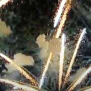 ヒメ日記 2025/07/22 17:45 投稿 志摩 セクシーキャット 神田店