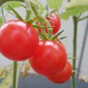 ヒメ日記 2025/08/02 18:56 投稿 志摩 セクシーキャット 神田店