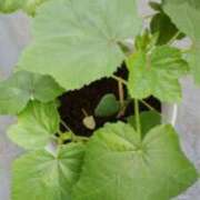 ヒメ日記 2025/08/08 21:26 投稿 志摩 セクシーキャット 神田店