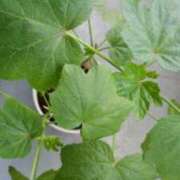 ヒメ日記 2025/08/21 17:00 投稿 志摩 セクシーキャット 神田店