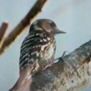 ヒメ日記 2025/09/12 21:01 投稿 志摩 セクシーキャット 神田店