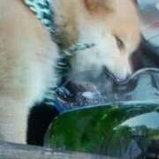 ヒメ日記 2025/10/01 21:35 投稿 志摩 セクシーキャット 神田店