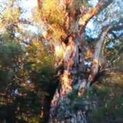 ヒメ日記 2025/10/10 17:47 投稿 志摩 セクシーキャット 神田店