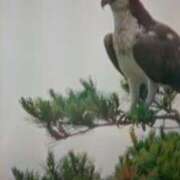 ヒメ日記 2025/10/18 21:03 投稿 志摩 セクシーキャット 神田店