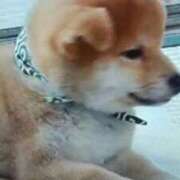 ヒメ日記 2025/10/22 15:24 投稿 志摩 セクシーキャット 神田店