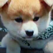 ヒメ日記 2025/11/01 21:20 投稿 志摩 セクシーキャット 神田店