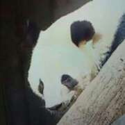 ヒメ日記 2025/12/17 15:37 投稿 志摩 セクシーキャット 神田店