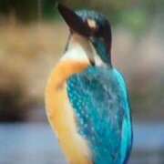 ヒメ日記 2026/01/03 21:25 投稿 志摩 セクシーキャット 神田店