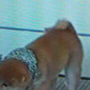 ヒメ日記 2026/01/08 15:49 投稿 志摩 セクシーキャット 神田店